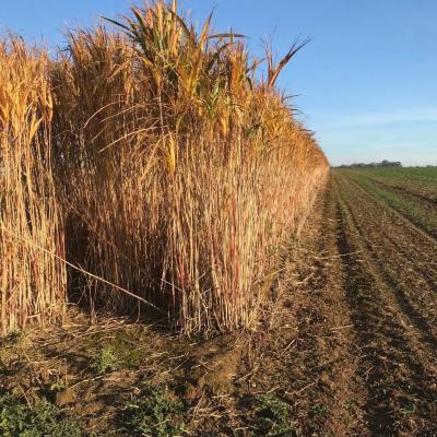 Miscanthus